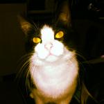 Avatar de yomi