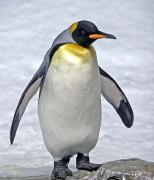 Avatar de Pingouin