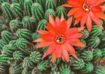 Avatar de cactus