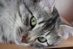 Avatar de lechat