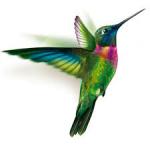 Avatar de colibris