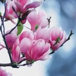 Avatar de magnolia