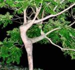 Avatar de Isadora