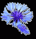 Avatar de Bleuet