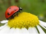 Avatar de coccinelle(guérie)