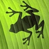 Avatar de grenouille